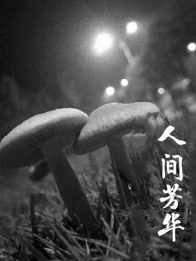 人间芳华怎么解释